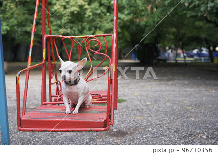 A small white chihuahua dog has fun in sunny weather riding on an iron swing in a children's playground. The dog calmly looks away. A small white chihuahua dog has fun in sunny weather riding on an iron swing in a children's playground. The dog calmly looks away. 96730356