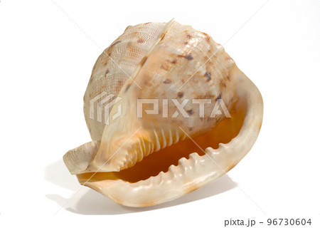 Sea shell isolated on a white background. Beautiful. Close-up in the studio 96730604