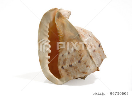 Sea shell isolated on a white background. Beautiful. Close-up in the studio 96730605