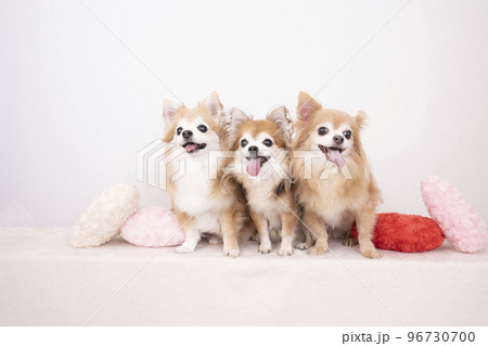 ハートのクッションとお座りした3匹のチワワ 96730700
