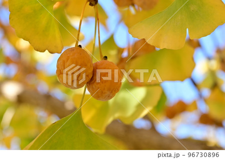 木に実のるギンナン 銀杏 木に実のるギンナン 銀杏 96730896