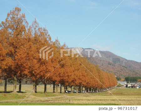 メタセコイヤ並木 メタセコイヤ並木 96731017