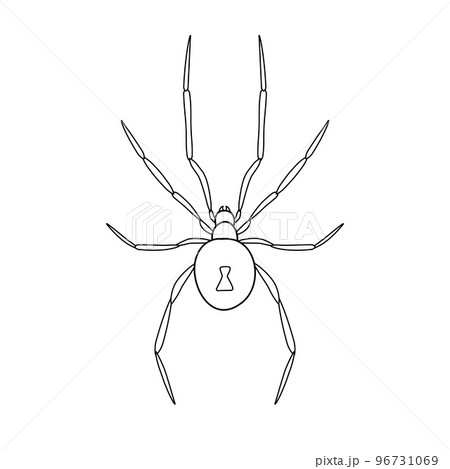 Vector flat hand drawn outline spider Vector flat hand drawn outline spider 96731069