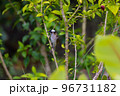 シロガシラ 96731182