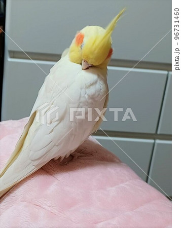 部屋でくつろぐ手乗りのオカメインコ 96731460