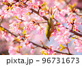 メジロと河津桜 96731673