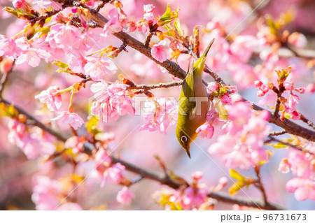 メジロと河津桜 メジロと河津桜 96731673