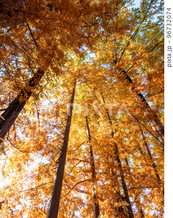 美しい紅葉の景色　陽に輝くメタセコイヤの木立の美しい紅葉 96732074