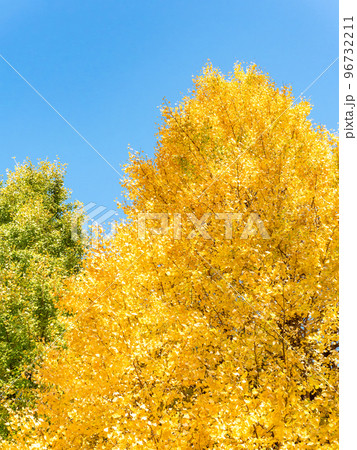 秋晴れに輝く美しいイチョウの黄葉 96732211