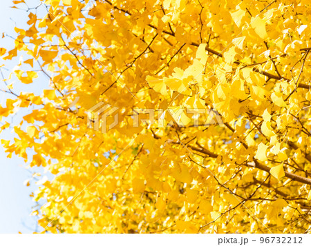 秋晴れに輝く美しいイチョウの黄葉 96732212