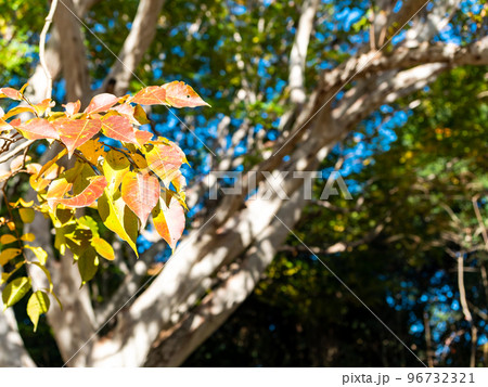 秋の美しい景色 サルスベリのきれいな紅葉 秋の美しい景色 サルスベリのきれいな紅葉 96732321