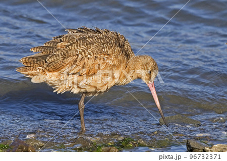 Marbled Godwit, Limosa fedoa, close view by shore 96732371