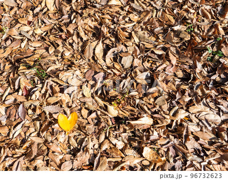 秋の景色 一面の落ち葉とハート模様の黄葉 秋の景色 一面の落ち葉とハート模様の黄葉 96732623