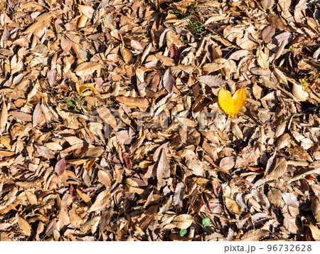 秋の景色　一面の落ち葉とハート模様の黄葉 96732628