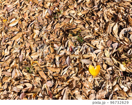 秋の景色　一面の落ち葉とハート模様の黄葉 96732629
