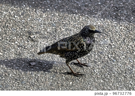 European or common starling in UK 96732776