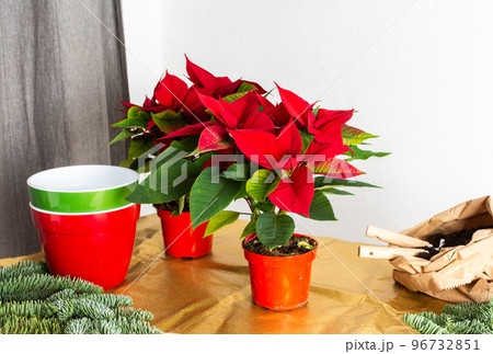 Transplanting Poinsettia Christmas flowers Transplanting Poinsettia Christmas flowers 96732851