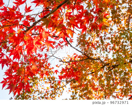 秋の景色 真っ赤に色づいた美しい紅葉 秋の景色 真っ赤に色づいた美しい紅葉 96732971