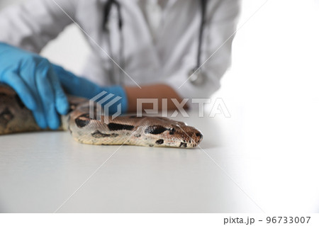 Female veterinarian examining boa constrictor in clinic, closeup 96733007