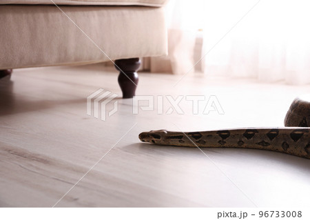 Brown boa constrictor crawling on floor in room Brown boa constrictor crawling on floor in room 96733008