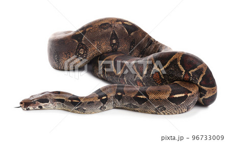 Brown boa constrictor on white background. Exotic snake 96733009