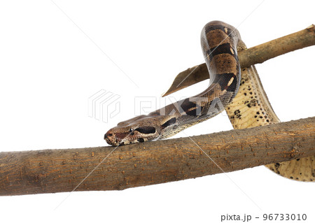 Brown boa constrictor on tree branch against white background 96733010