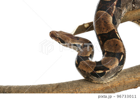Brown boa constrictor on tree branch against white background Brown boa constrictor on tree branch against white background 96733011