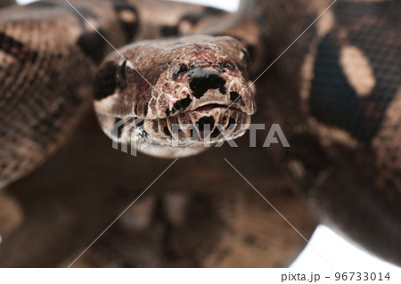Closeup view of brown boa constrictor. Exotic snake Closeup view of brown boa constrictor. Exotic snake 96733014