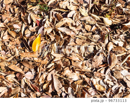 秋の景色　一面の落ち葉と鮮やかな黄葉 96733113
