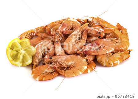 shrimps in studio 96733418