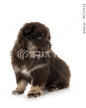 puppy Finnish Lapphund in studio 96733419
