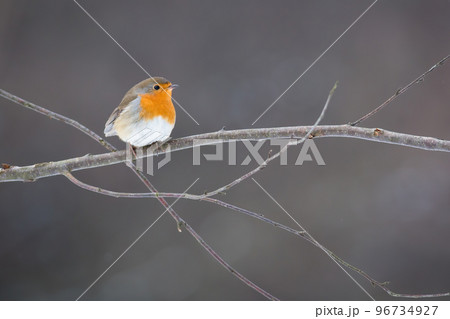 european robin sitting on tree with frost in winter european robin sitting on tree with frost in winter 96734927