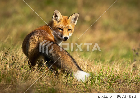 Red fox looking behind on grassland in autumn sunlight Red fox looking behind on grassland in autumn sunlight 96734933
