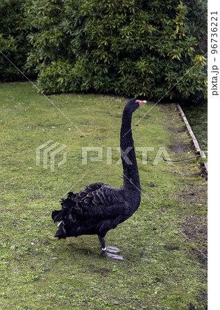 Black swan on the grass 96736221