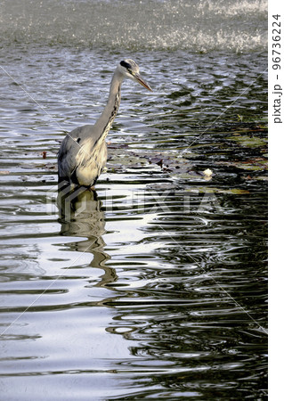 Wild grey heron (Ardea cinerea)  96736224