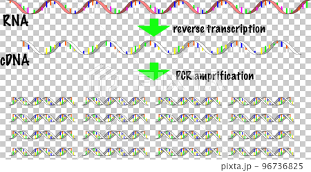 Image of RT-PCR Image of RT-PCR 96736825
