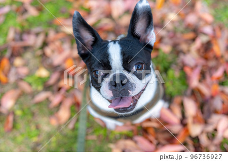 【秋】落ち葉とボストン・テリア【紅葉】 【秋】落ち葉とボストン・テリア【紅葉】 96736927