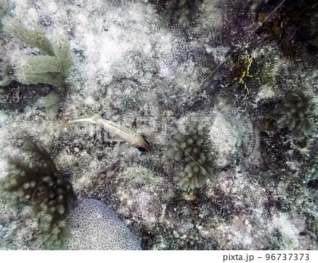 Marine life in Atlantic Ocean on Cuban coast Marine life in Atlantic Ocean on Cuban coast 96737373