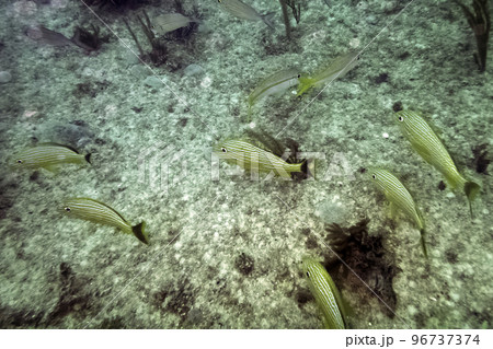 Marine life in Atlantic Ocean on Cuban coast Marine life in Atlantic Ocean on Cuban coast 96737374