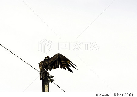 Turkey Vulture (cathartes aura) 96737438