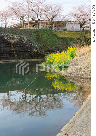 川辺に咲く菜の花と桜「佐賀県嬉野温泉街」 川辺に咲く菜の花と桜「佐賀県嬉野温泉街」 96737608