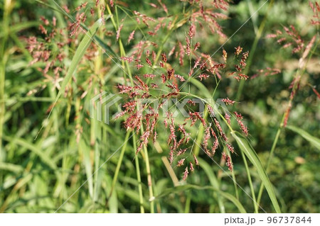 セイバンモロコシno 96737844