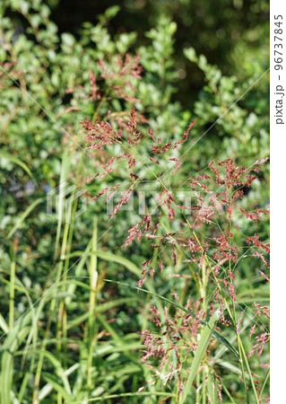 セイバンモロコシno 96737845