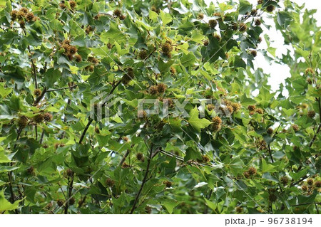 2022年9月・タイワンフウの実 96738194