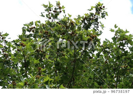 2022年9月・タイワンフウの実 2022年9月・タイワンフウの実 96738197