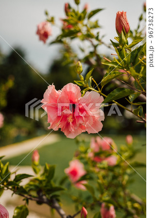Pink flower of the Sudanese rose in nature on a sunny day 96738273