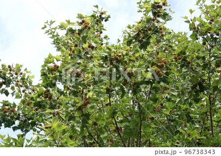 徐々に色濃くなってきた"タイワンフウの実"2022年10月　 96738343