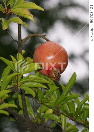 ザクロの実・2022年9月　 96738421