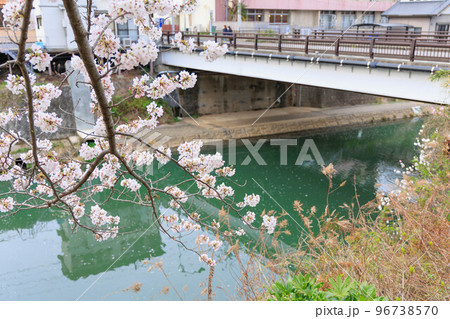 川付近の桜「佐賀県嬉野温泉街」 96738570