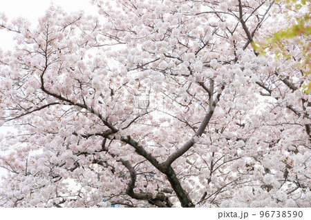 川付近の桜「佐賀県嬉野温泉街」 川付近の桜「佐賀県嬉野温泉街」 96738590